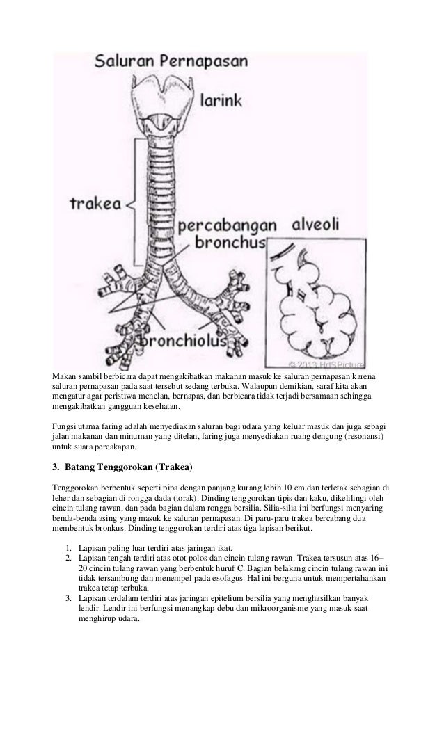 8 organ pernapasan pada manusia