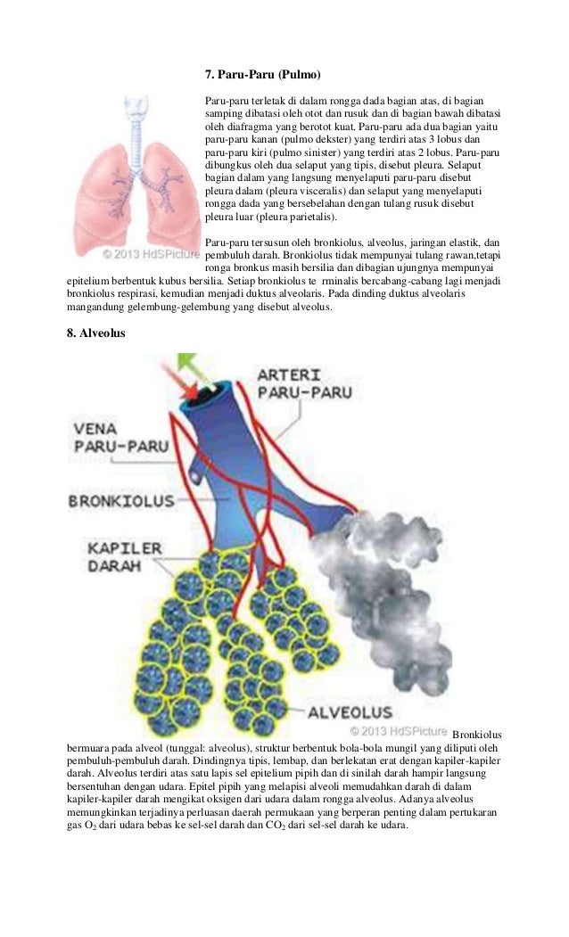8 organ pernapasan pada manusia