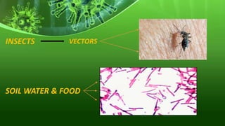 INSECTS VECTORS
MECHANICAL
BIOLOGICAL
SOIL WATER & FOOD
SPORES OF TETANUS BACILLI
CONTAMINATION OR AQUATIC VECTORS
EXTERNAL CONTAMINATION OR
PRE EXISTENT INFECTION
 