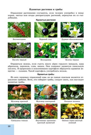 50
ßäîâèòûå ðàñòåíèÿ è ãðèáû
Îòðàâëåíèå ðàñòåíèÿìè ñëó÷àþòñÿ, åñëè ÷åëîâåê óïîòðåáèë â ïèùó
êîðíè, ëèñòüÿ èëè ÿãîäû äèêîðàñòóùèõ ðàñòåíèé, ïåðåïóòàâ èõ ñî ñúå-
äîáíûìè.
Ядовитые растения
Ïàñëёí ÷ёðíûé Áåëëàäîííà Áåëåíà ÷ёðíàÿ
Äóðìàí îáûêíîâåííûéÂîë÷åÿãîäíèê Âîðîíèé ãëàç
Îòðàâèòüñÿ ìîæíî, åñëè ñúåñòü ìíîãî çёðåí ãîðüêîãî ìèíäàëÿ, ÿäåð
àáðèêîñîâ, ïåðñèêîâ, ñëèâ, âèøåí. Îíè ñîäåðæàò ÿäîâèòóþ ñèíèëüíóþ
êèñëîòó. Â ïðîðîñøåì è ïîçåëåíåâøåì êàðòîôåëå îáðàçóåòñÿ ÿäîâèòîå âå-
ùåñòâî — ñîëàíèí. Òàêîé êàðòîôåëü óïîòðåáëÿòü íåëüçÿ.
Ядовитые грибы
Èç âñåõ ïèùåâûõ îòðàâëåíèé åäâà ëè íå ñàìûì îïàñíûì ÿâëÿåòñÿ îò-
ðàâëåíèå ãðèáàìè. Âñåì, êòî ñîáèðàåò ãðèáû, ñëåäóåò çíàòü, êàê âûãëÿäÿò
ÿäîâèòûå ãðèáû.
Ñâèíóøêà òîíêàÿ Ïàóòèííèê îðàíæåâî-
êðàñíûé ÿäîâèòûéêðàñíûé ÿäîâèòûé
Îïёíîê ñåðíî-æёëòûé
ëîæíûéëîæíûé
Áëåäíàÿ ïîãàíêàÌóõîìîð êðàñíûé Ìóõîìîð ïàíòåðíûé
 