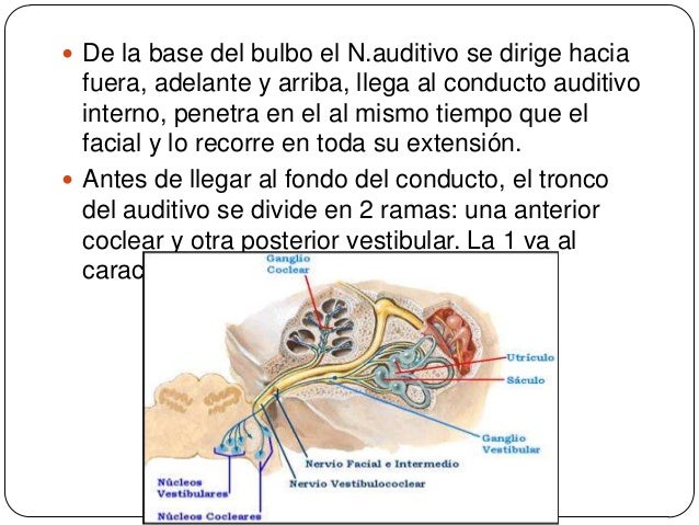 Resultado de imagen para 8 par craneal