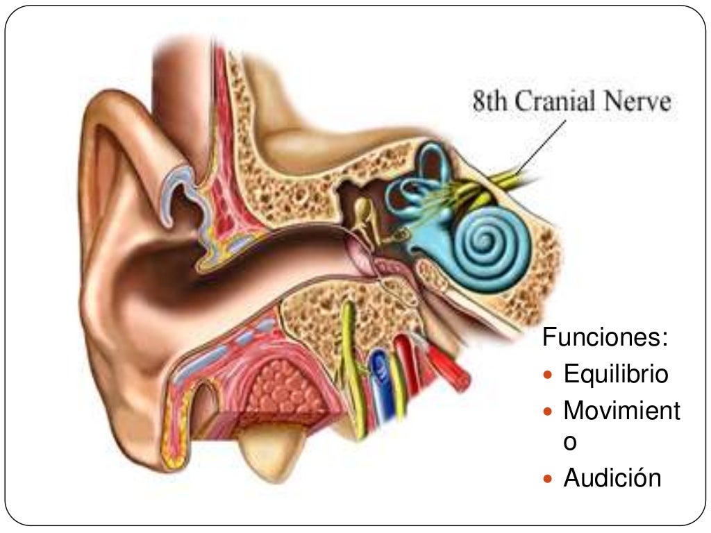 8 par craneal auditivo
