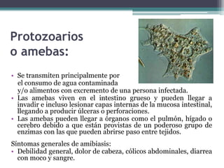 Protozoarios
o amebas:
• Se transmiten principalmente por
el consumo de agua contaminada
y/o alimentos con excremento de una persona infectada.
• Las amebas viven en el intestino grueso y pueden llegar a
invadir e incluso lesionar capas internas de la mucosa intestinal,
llegando a producir úlceras o perforaciones.
• Las amebas pueden llegar a órganos como el pulmón, hígado o
cerebro debido a que están provistas de un poderoso grupo de
enzimas con las que pueden abrirse paso entre tejidos.
Síntomas generales de amibiasis:
• Debilidad general, dolor de cabeza, cólicos abdominales, diarrea
con moco y sangre.
 