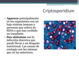 Criptosporidium
• Aparece principalmente
en los organismos con un
bajo sistema inmune o
personas que sufren de
SIDA o que han recibido
un trasplante.
• Sus síntomas son la
infección diarreica que
puede llevar a un desgaste
nutricional. Las causas de
contagio son las mismas
que en las anteriores.
 