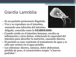 Giardia Lamnblia
• Es un parásito protozoario flagelado.
• Vive y se reproduce en el intestino,
causando una infección del intestino
delgado, conocida como la GIARDIASIS .
• Cuando reside en el intestino humano, resulta en
inflamación y otros daños, reduciendo la capacidad del
intestino para absorber la nutrición, causando diarrea.
• El parásito es muy resistente al tratamiento de agua y se
sabe que existen en el agua potable.
• Los síntomas: diarrea, náuseas, dolor abdominal,
pérdida de peso, el característico erupto "a huevos
podridos".
 