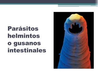 Parásitos
helmintos
o gusanos
intestinales
 