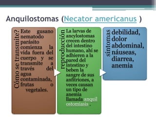Anquilostomas (Necator americanus )
Cómo
se
transmite?
Este gusano
nematodo
parásito
comienza la
vida fuera del
cuerpo y se
transmite a
través del
agua
contaminada,
frutas o
vegetales.
reproducción
La larvas de
ancylostomas
crecen dentro
del intestino
humano, ahí se
adhieren a la
pared del
intestino y
beben la
sangre de sus
anfitriones, a
veces causan
un tipo de
anemia
llamada anquil
ostomiasis .
síntomas
debilidad,
dolor
abdominal,
náuseas,
diarrea,
anemia
 