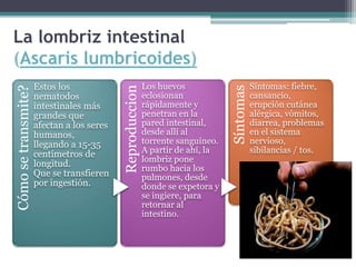 La lombriz intestinal
(Ascaris lumbricoides)
Cómo
se
transmite?
Estos los
nematodos
intestinales más
grandes que
afectan a los seres
humanos,
llegando a 15-35
centímetros de
longitud.
Que se transfieren
por ingestión.
Reproduccion
Los huevos
eclosionan
rápidamente y
penetran en la
pared intestinal,
desde allí al
torrente sanguíneo.
A partir de ahí, la
lombriz pone
rumbo hacia los
pulmones, desde
donde se expetora y
se ingiere, para
retornar al
intestino.
Síntomas
Síntomas: fiebre,
cansancio,
erupción cutánea
alérgica, vómitos,
diarrea, problemas
en el sistema
nervioso,
sibilancias / tos.
 