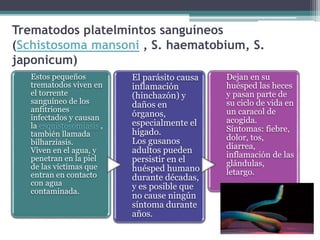 Trematodos platelmintos sanguíneos
(Schistosoma mansoni , S. haematobium, S.
japonicum)
Estos pequeños
trematodos viven en
el torrente
sanguíneo de los
anfitriones
infectados y causan
la esquistosomiasis ,
también llamada
bilharziasis.
Viven en el agua, y
penetran en la piel
de las víctimas que
entran en contacto
con agua
contaminada.
El parásito causa
inflamación
(hinchazón) y
daños en
órganos,
especialmente el
hígado.
Los gusanos
adultos pueden
persistir en el
huésped humano
durante décadas,
y es posible que
no cause ningún
síntoma durante
años.
Dejan en su
huésped las heces
y pasan parte de
su ciclo de vida en
un caracol de
acogida.
Síntomas: fiebre,
dolor, tos,
diarrea,
inflamación de las
glándulas,
letargo.
 