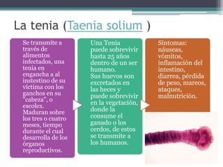 La tenia (Taenia solium )
Se transmite a
través de
alimentos
infectados, una
tenia en
engancha a al
instestino de su
víctima con los
ganchos en su
"cabeza", o
escolex.
Maduran sobre
los tres o cuatro
meses, tiempo
durante el cual
desarrolla de los
órganos
reproductivos.
Una Tenia
puede sobrevivir
hasta 25 años
dentro de un ser
humano.
Sus huevos son
excretados en
las heces y
puede sobrevivir
en la vegetación,
donde la
consume el
ganado o los
cerdos, de estos
se transmite a
los humanos.
Síntomas:
náuseas,
vómitos,
inflamación del
intestino,
diarrea, pérdida
de peso, mareos,
ataques,
malnutrición.
 