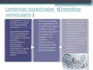 Lombrices instestinales (Enterobius
vermicularis )
Las lombrices son un
parásito muy común
de la humanidad,
causando enterobiasis
.
Las hembras adultas,
de 8 a 13 milímetros
de longitud, tienen
una especie de pincho
posterior.
Las lombrices se
aparean por
inseminación
traumática, el macho
clava su pene a la
hembra, más tarde
muere.
Tienen su hogar
en el intestino de
su anfitrión, pero
a diferencia de
muchos parásitos
no pasan a la
sangre, y no
pueden
sobrevivir en
otras partes del
cuerpo durante
mucho tiempo.
Ponen sus huevos
fuera del cuerpo,
por lo general
alrededor del ano,
causando prurito:
esta picazón
ayuda a la
propagación de las
larvas a través del
contacto directo.
Síntomas:
Irritación y
arañazos
 