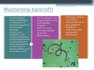 Wuchereria bancrofti
Los mosquitos
llevan el parásito,
lo liberan en el
torrente sanguíneo
del huésped
humano.
Las larvas se
trasladan a los
nódulos linfáticos,
predominantement
e en las piernas y
en la zona genital, y
se convierte en
gusano adulto en el
curso de un año.
Por lo general, son
responsables de la
enfermedad
tropical filariasis ,
pero en casos
extremos puede
provocar
elefantiasis..
Síntomas: fiebre,
escalofríos,
infecciones de la
piel, ganglios
linfáticos
dolorosos, piel
engrosada,
hinchazón..
 