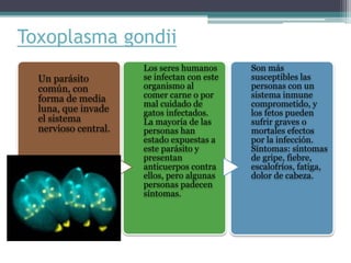 Toxoplasma gondii
Un parásito
común, con
forma de media
luna, que invade
el sistema
nervioso central.
Los seres humanos
se infectan con este
organismo al
comer carne o por
mal cuidado de
gatos infectados.
La mayoría de las
personas han
estado expuestas a
este parásito y
presentan
anticuerpos contra
ellos, pero algunas
personas padecen
síntomas.
Son más
susceptibles las
personas con un
sistema inmune
comprometido, y
los fetos pueden
sufrir graves o
mortales efectos
por la infección.
Síntomas: síntomas
de gripe, fiebre,
escalofríos, fatiga,
dolor de cabeza.
 