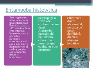 Entamoeba histolytica
Este organismo
unicelular causa
una enfermedad
llamada amebiasi
s Predominantem
ente infecta a
humanos y otros
primates.
Se puede
encontrar en el
agua, ambientes
húmedos y en el
suelo y pueden
contaminar las
frutas y
hortalizas.
-
Se propaga a
través de
contaminación
fecal.
Aparte del
parásito del
paludismo,
causa más
muertes que
cualquier otro
protozoo.
Síntomas:
dolor
abdominal,
pérdida de
peso,
debilidad,
diarrea,
absceso
hepático.
 