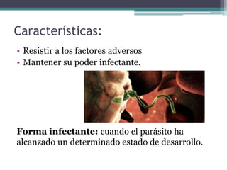 Características:
• Resistir a los factores adversos
• Mantener su poder infectante.
Forma infectante: cuando el parásito ha
alcanzado un determinado estado de desarrollo.
 