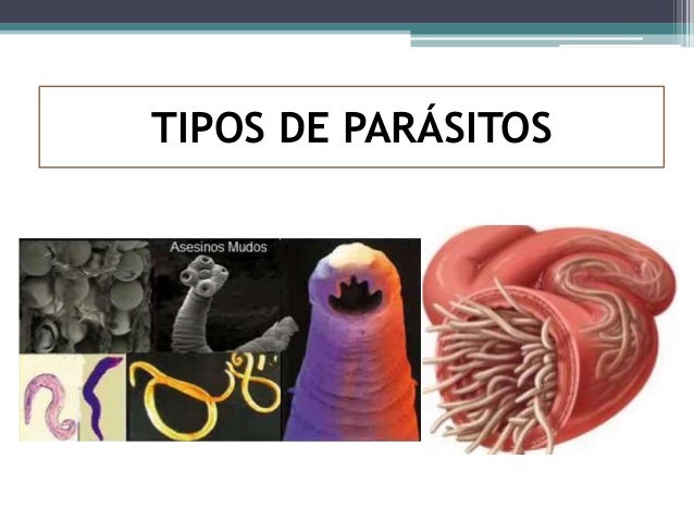 El impacto de los helmintos al organismo del amo