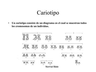 Cariotipo
• Un cariotipo consiste de un diagrama en el cual se muestran todos
los cromosomas de un individuo.
 