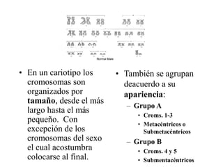 • En un cariotipo los
cromosomas son
organizados por
tamaño, desde el más
largo hasta el más
pequeño. Con
excepción de los
cromosomas del sexo
el cual acostumbra
colocarse al final.
• También se agrupan
deacuerdo a su
apariencia:
– Grupo A
• Croms. 1-3
• Metacéntricos o
Submetacéntricos
– Grupo B
• Croms. 4 y 5
• Submentacéntricos
 