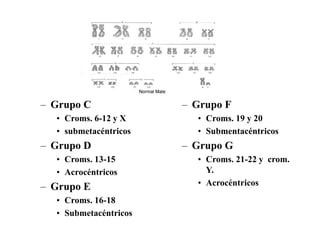 – Grupo C
• Croms. 6-12 y X
• submetacéntricos
– Grupo D
• Croms. 13-15
• Acrocéntricos
– Grupo E
• Croms. 16-18
• Submetacéntricos
– Grupo F
• Croms. 19 y 20
• Submentacéntricos
– Grupo G
• Croms. 21-22 y crom.
Y.
• Acrocéntricos
 