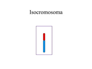Isocromosoma
 