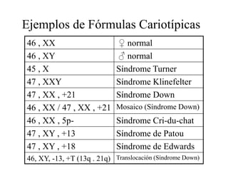 Ejemplos de Fórmulas Cariotípicas
46 , XX ♀ normal
46 , XY ♂ normal
45 , X Síndrome Turner
47 , XXY Síndrome Klinefelter
47 , XX , +21 Síndrome Down
46 , XX / 47 , XX , +21 Mosaico (Síndrome Down)
46 , XX , 5p- Síndrome Cri-du-chat
47 , XY , +13 Síndrome de Patou
47 , XY , +18 Síndrome de Edwards
46, XY, -13, +T (13q . 21q) Translocación (Síndrome Down)
 