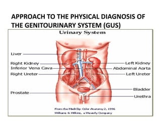 APPROACH TO THE PHYSICAL DIAGNOSIS OF
THE GENITOURINARY SYSTEM (GUS)
12/30/2016 1
Muhammed GUS
 