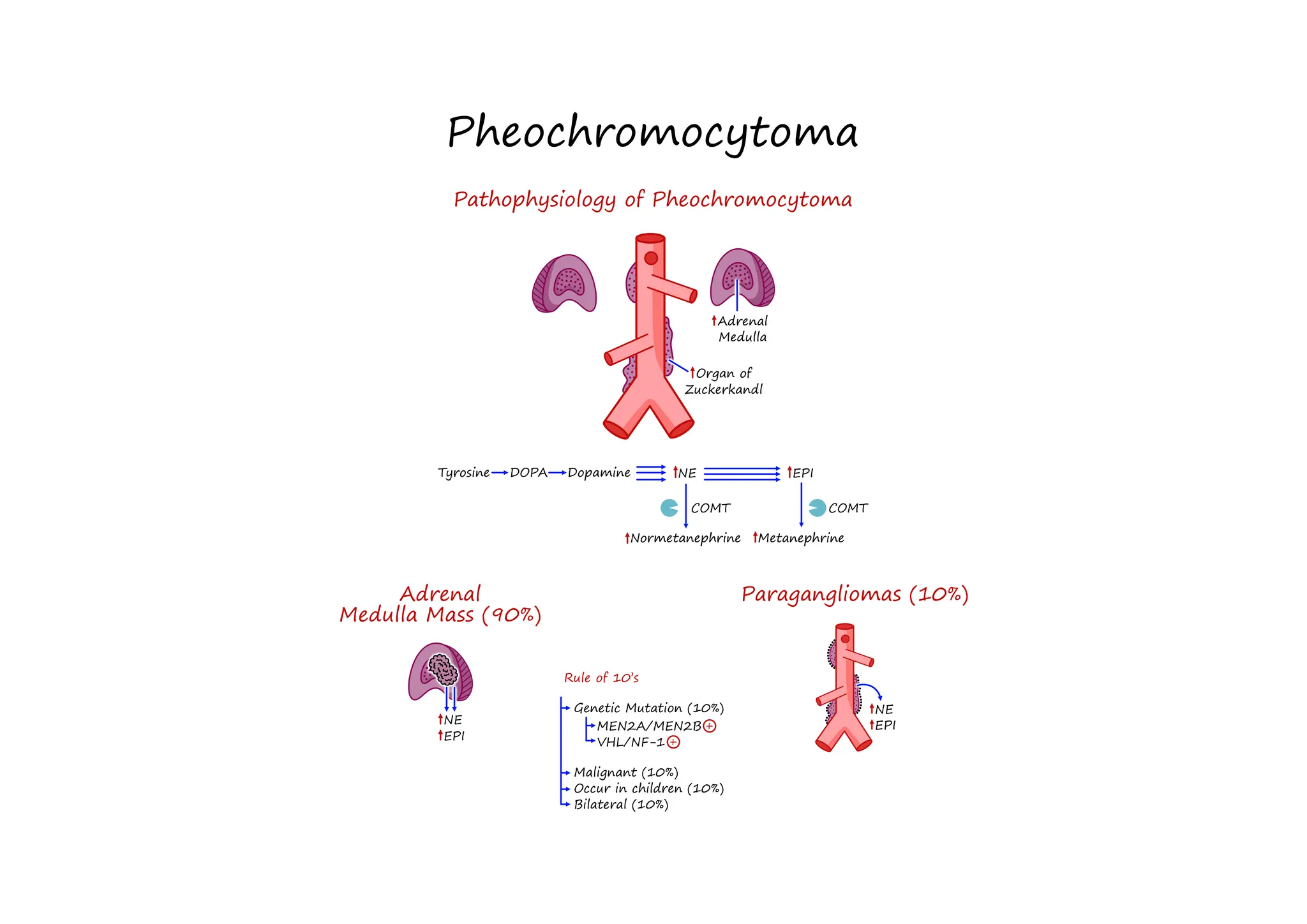 eight (8)• Pheochromocytoma [Illustrations Key].pdf