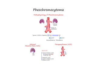 eight (8)• Pheochromocytoma [Illustrations Key].pdf