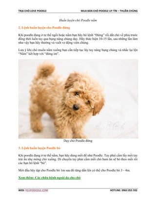 TRẠI CHÓ LOVE POODLE MUA BÁN CHÓ POODLE UY TÍN – THUẦN CHỦNG
WEB: YEUPOOODLE.COM HOTLINE: 0963 055 592
Huấn luyện chó Poodle nằm
2. Lệnh huấn luyện cho Poodle đứng
Khi poodle đang ở tư thế ngồi hoặc nằm bạn hãy hô lệnh “Đứng” rồi dắt chó về phía trước
đồng thời luồn tay qua bụng nâng chúng dạy. Hãy thức hiện 10-15 lần, sau những lần làm
như vậy bạn hãy thưởng và vuốt ve động viên chúng.
Lưu ý khi chó muốn nằm xuống bạn cần tiếp tục lây tay nâng bụng chúng và nhắc lại lện
“Nằm” kết hợp với “đứng im”.
Dạy chó Poodle đứng
3. Lệnh huấn luyện Poodle bò
Khi poodle đang ở tư thế nằm, bạn hãy dùng mồi để nhử Poodle. Tay phải cầm lấy mồi tay
trái ấn nhẹ mông chó xuống. Di chuyển tay phải cầm mồi chó ham ăn sẽ bò theo mồi rồi
các bạn hô lệnh “bò”.
Mới đầu hãy tập cho Poodle bò 1m sau đó tăng dần lên có thể cho Poodle bò 3 - 4m.
Xem thêm: Các chữa bệnh ngoài da cho chó
 