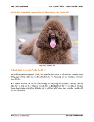 TRẠI CHÓ LOVE POODLE MUA BÁN CHÓ POODLE UY TÍN – THUẦN CHỦNG
WEB: YEUPOOODLE.COM HOTLINE: 0963 055 592
Chú ý: Khi hoàn thành xong bài tập hãy khen thưởng cho Poodle nhé.
Dậy chó Poodle bò
4. Lệnh huấn luyện cho Poodle tha đồ về
Để huấn luyện Poodle tha đồ về cho chủ bạn cần phải chuẩn bị đồ chơi cho cún như nhím
bông, cục xương… Hãy để cho Poodle chơi đùa rồi bạn cướp lại của chúng để chó đuổi
theo đòi lại.
Khi Poodle đã quen với các lần đùa như vậy bạn hãy tung đồ chơi ra xa khoảng 3-4m và
hãy chạy ra nhặt lại, theo phản xạ chó sẽ chay ra để nhặt tranh đồ với bạn hãy để nó nhặt
được đồ chơi của mình đồng thời túm lại và hô lệnh “nhả” đồng thời bóp nhẹ vào hàm để
nó nhả đồ chơi ra.
 