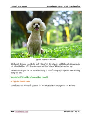 TRẠI CHÓ LOVE POODLE MUA BÁN CHÓ POODLE UY TÍN – THUẦN CHỦNG
WEB: YEUPOOODLE.COM HOTLINE: 0963 055 592
Dạy cho Poodle đi theo chủ
Khi Poodle đi trước bạn hãy hô lệnh “chậm” rồi dậy nhẹ dây lại khi Poodle đi ngang đầu
gối mình hãy khen “tốt”. Làm tương tự với lệnh “nhanh” khi chó đi sau bạn nhé.
Khi Poodle đã quen vài lần hãy nối dài dây ra và cuối cùng thực hiện khi Poodle không
mang dây nữa.
Xem thêm: Cách chữa bệnh ngoài da cho chó
4. Dạy cho Poodle chào
Tư thế chào của Poodle rất lịch lãm các bạn hãy thực hiện những bước sau đây nhé:
 