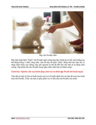 TRẠI CHÓ LOVE POODLE MUA BÁN CHÓ POODLE UY TÍN – THUẦN CHỦNG
WEB: YEUPOOODLE.COM HOTLINE: 0963 055 592
Dậy cho Poodle chào
Hãy thực hiện lệnh “Ngồi”, khi Poodle ngồi xuống bạn hãy chỉnh lại tư thế- đuôi thẳng tạo
thế đứng kiềng 3 chân vững chắc. Sau đó hãy hô lệnh “chào” đồng thời kéo dây lên và
nâng chân trước của chúng, hãy giữ nguyên tư thế đó đến khi chó mệt sẽ tự động nằm
xuống. Tập nhiều lần cho Poodle trong ngày chắc chắn bạn sẽ thành công!
Cảnh báo: Nghiêm cấm mọi hành động chửi rủa và đánh đập Poodle khi huấn luyện.
Trên đây là một số chia sẻ huấn luyện của Love Poodle dành cho các bạn đã mua cho mình
một chú Poodle. Chúc các bạn có giây phút vui vẻ bên chú cún Poodle của mình.
 