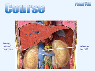 Behind
neck of
pancreas
Infront of
the IVC
 