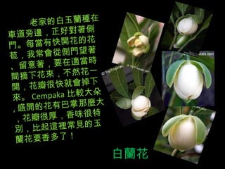 白蘭花 老家的白玉蘭種在車道旁邊，正好對著側門。每當有快開花的花苞，我常會從側門望著、留意著，要在適當時間摘下花來，不然花一開，花瓣很快就會掉下來。 Cempaka 比較大朵 , 盛開的花有巴掌那麼大，花瓣很厚，香味很特別，比起這裡常見的玉蘭花要香多了！ 