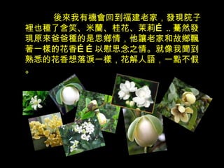 後來 我有機會回到福建老家，發現院子裡也種了含笑、米蘭、桂花、茉莉 … .. 驀然發現原來爸爸種的是思鄉情，他讓老家和故鄉飄著一樣的花香 …… 以慰思念之情。就像我聞到熟悉的花香想落淚一樣，花解人語，一點不假。 