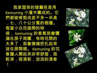我家屋旁的矮籬笆是用 Kemuning 小灌木圍成的。它們都被修剪成差不多一米高，七、八十公分寬的樹牆。每當小白花盛開的時侯， kemuning 的香氣就會彌滿在房子周圍，有時花開的太多了，我會摘幾把扎起來放在房間裡。 Kemuning 的花香讓人聞起來非常舒服，很乾淨，很清新，淡淡的清香！ 