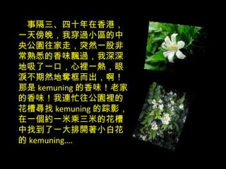 事隔三、四十年在香港，一天傍晚，我穿過小區的中央公園往家走，突然一股非常熟悉的香味飄過，我深深地吸了一口，心裡一熱，眼淚不期然地奪框而出，啊！那是 kemuning 的香味！老家的香味！我連忙往公園裡的花槽尋找 kemuning 的踪影，在一個約一米乘三米的花槽中找到了一大排開著小白花的 kemuning…. 
