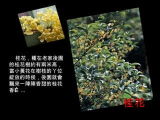 桂花 桂花，種在老家後園的桂花樹約有兩米高，當小黃花在樹枝的丫位綻放的時侯，後園就會飄來一陣陣香甜的桂花香 … ... 