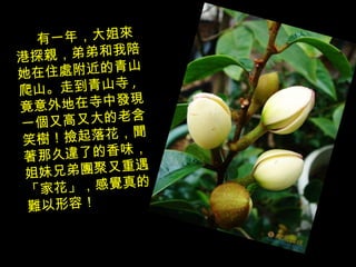 有一年，大姐來港探親，弟弟和我陪她在住處附近的青山爬山。走到青山寺 , 竟意外地在寺中發現一個又高又大的老含笑樹！撿起落花，聞著那久違了的香味，姐妹兄弟團聚又重遇 「 家花 」 ，感覺真的難以形容！ 