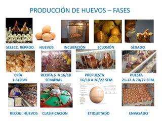 PRODUCCIÓN DE HUEVOS – FASES
CRÍA RECRÍA 6 A 16/18 PREPUESTA PUESTA
1-6/SEM SEMÁNAS 16/18 A 20/22 SEM. 21-22 A 70/72 SEM.
...