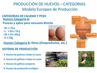 PRODUCCIÓN DE HUEVOS – CATEGORIAS
Modelo Europeo de Producción
SISTEMA DE PRODUCCIÓN
CATEGORIAS DE CALIDAD Y PESO
- XL: ≥ ...