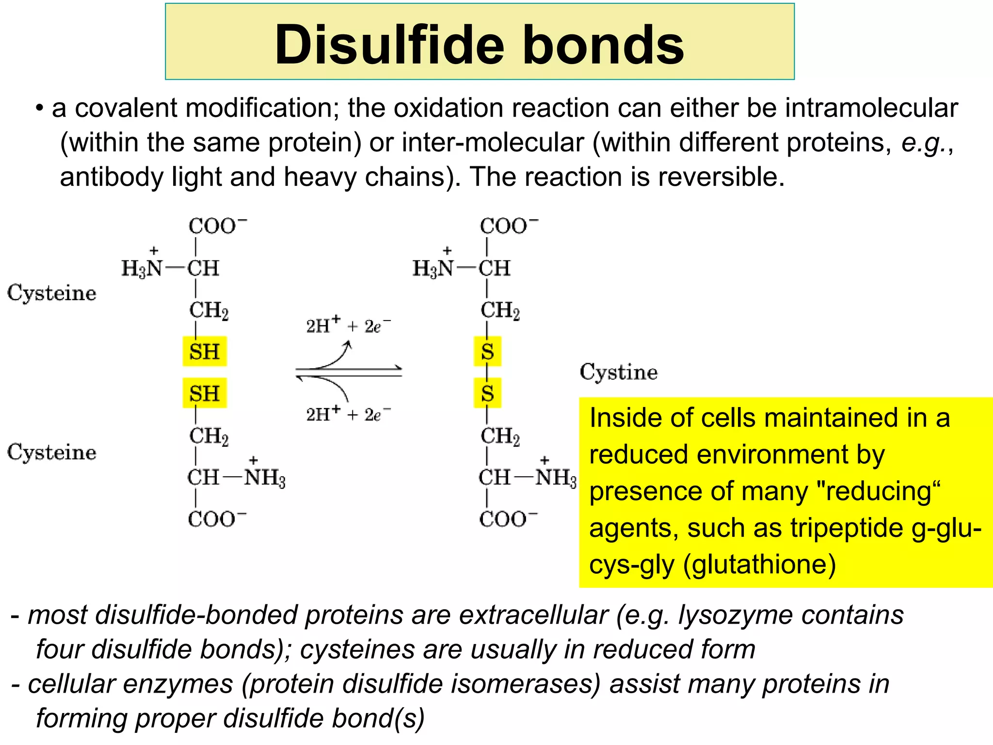 Disulfide bonds
• a covalent modification; the oxidation reaction can either be intramolecular
(within the same protein) or inter-molecular (within different proteins, e.g.,
antibody light and heavy chains). The reaction is reversible.
- most disulfide-bonded proteins are extracellular (e.g. lysozyme contains
four disulfide bonds); cysteines are usually in reduced form
- cellular enzymes (protein disulfide isomerases) assist many proteins in
forming proper disulfide bond(s)
Inside of cells maintained in a
reduced environment by
presence of many "reducing“
agents, such as tripeptide g-glu-
cys-gly (glutathione)
 