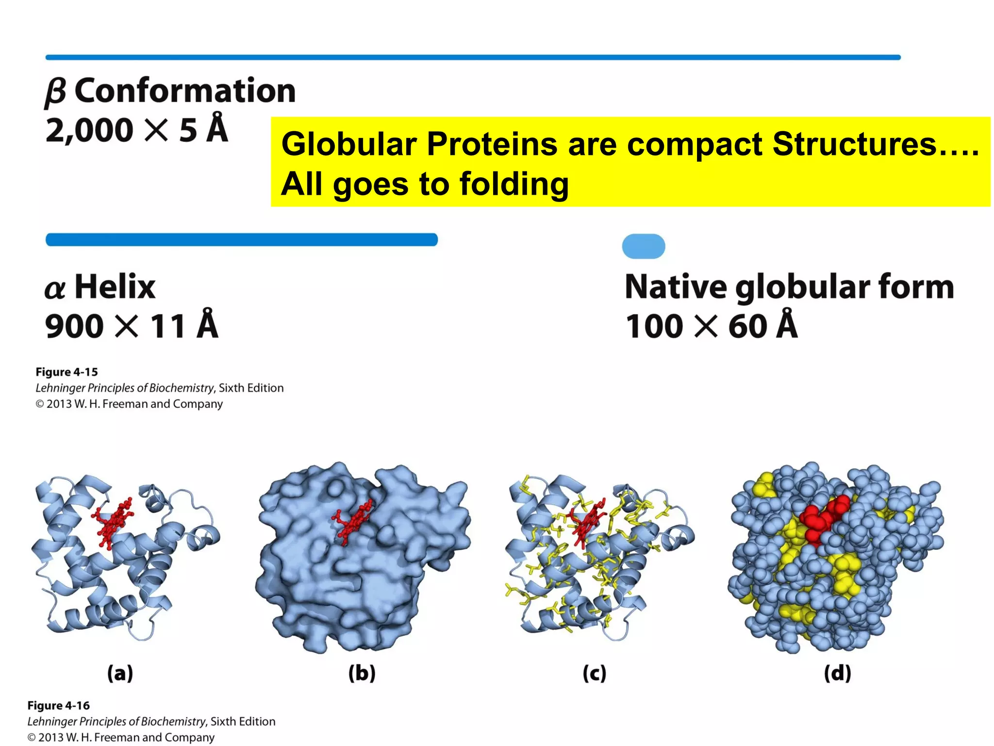Globular Proteins are compact Structures….
All goes to folding
 