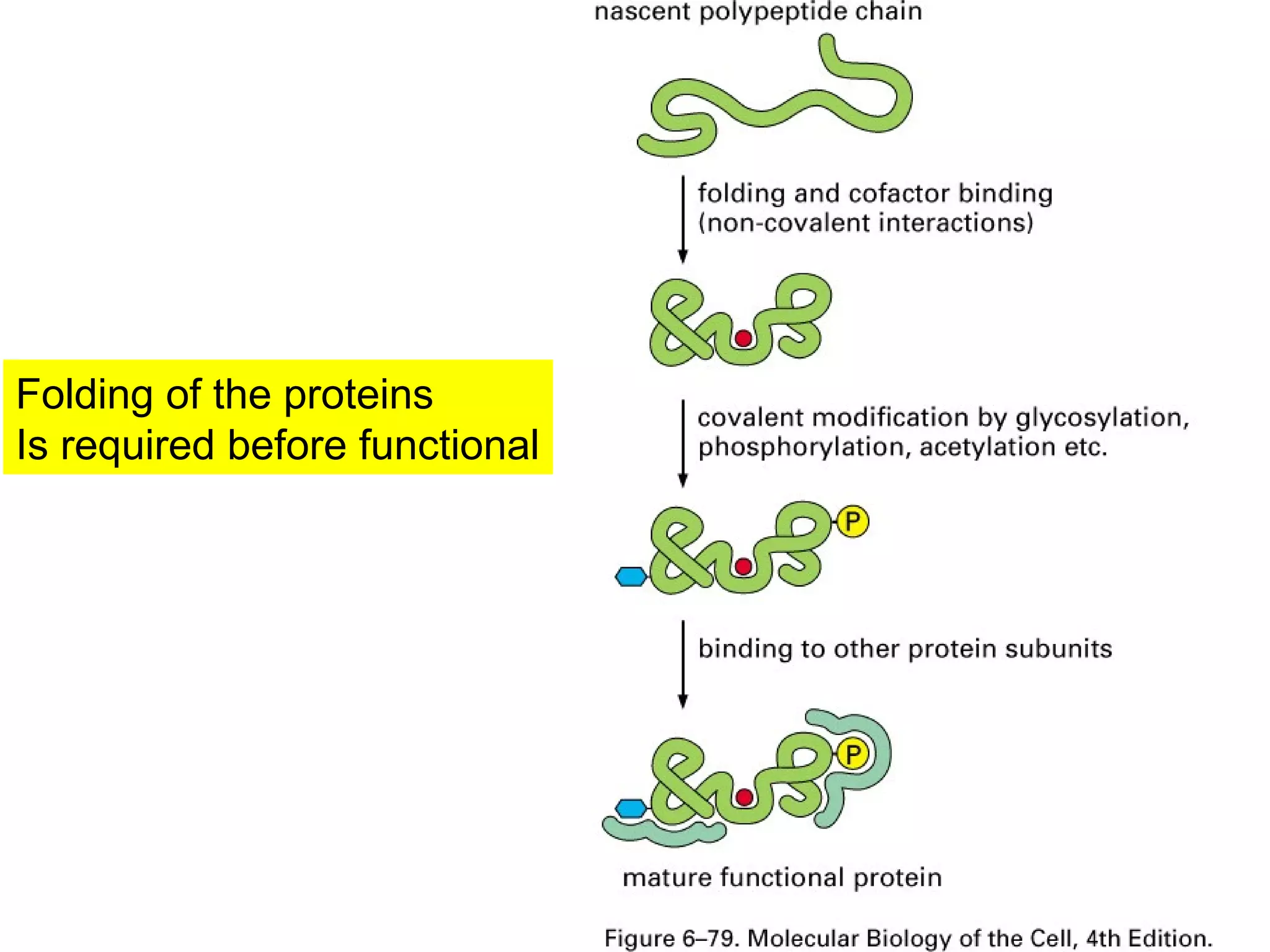 Folding of the proteins
Is required before functional
 