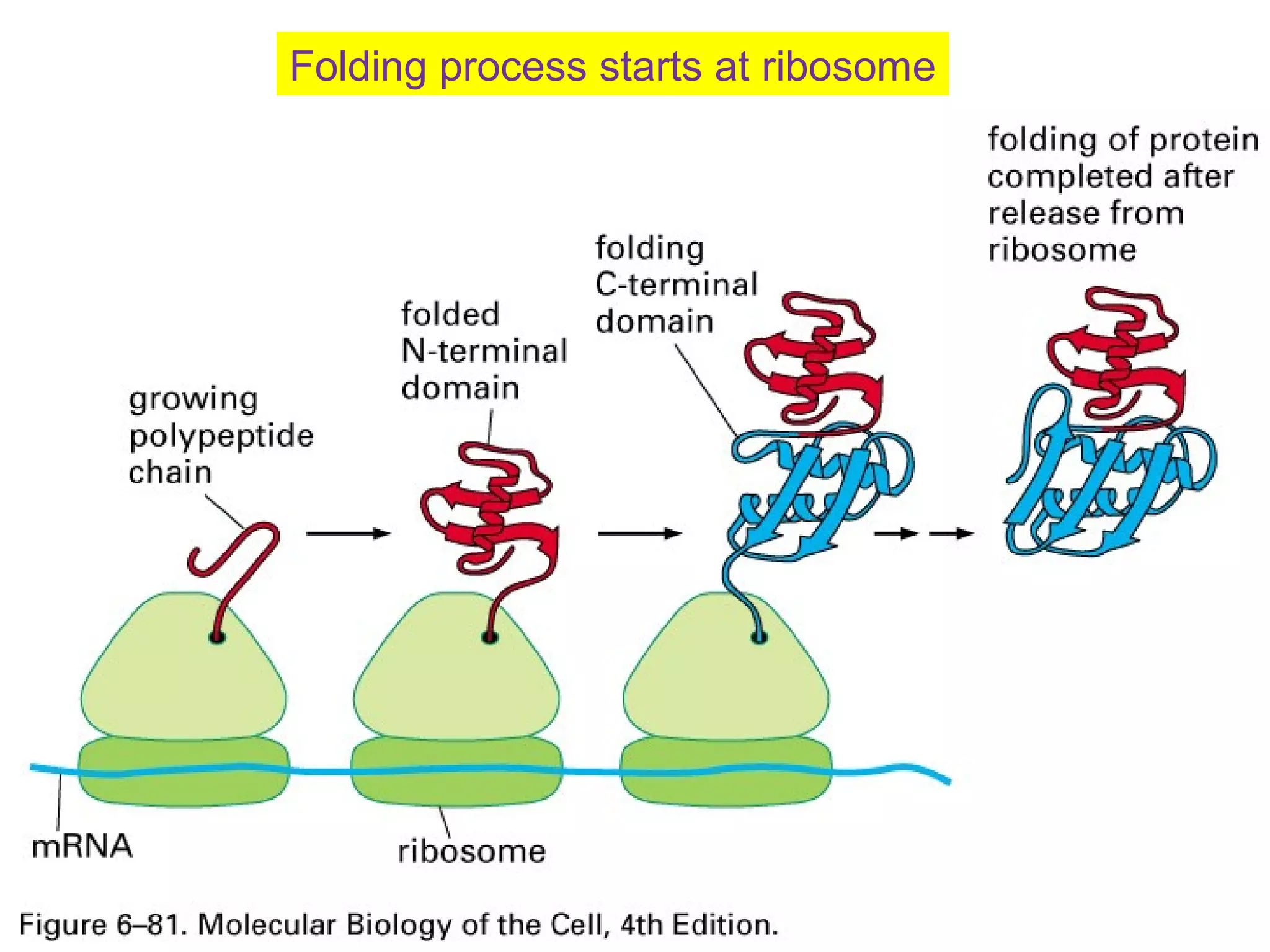 Folding process starts at ribosome
 
