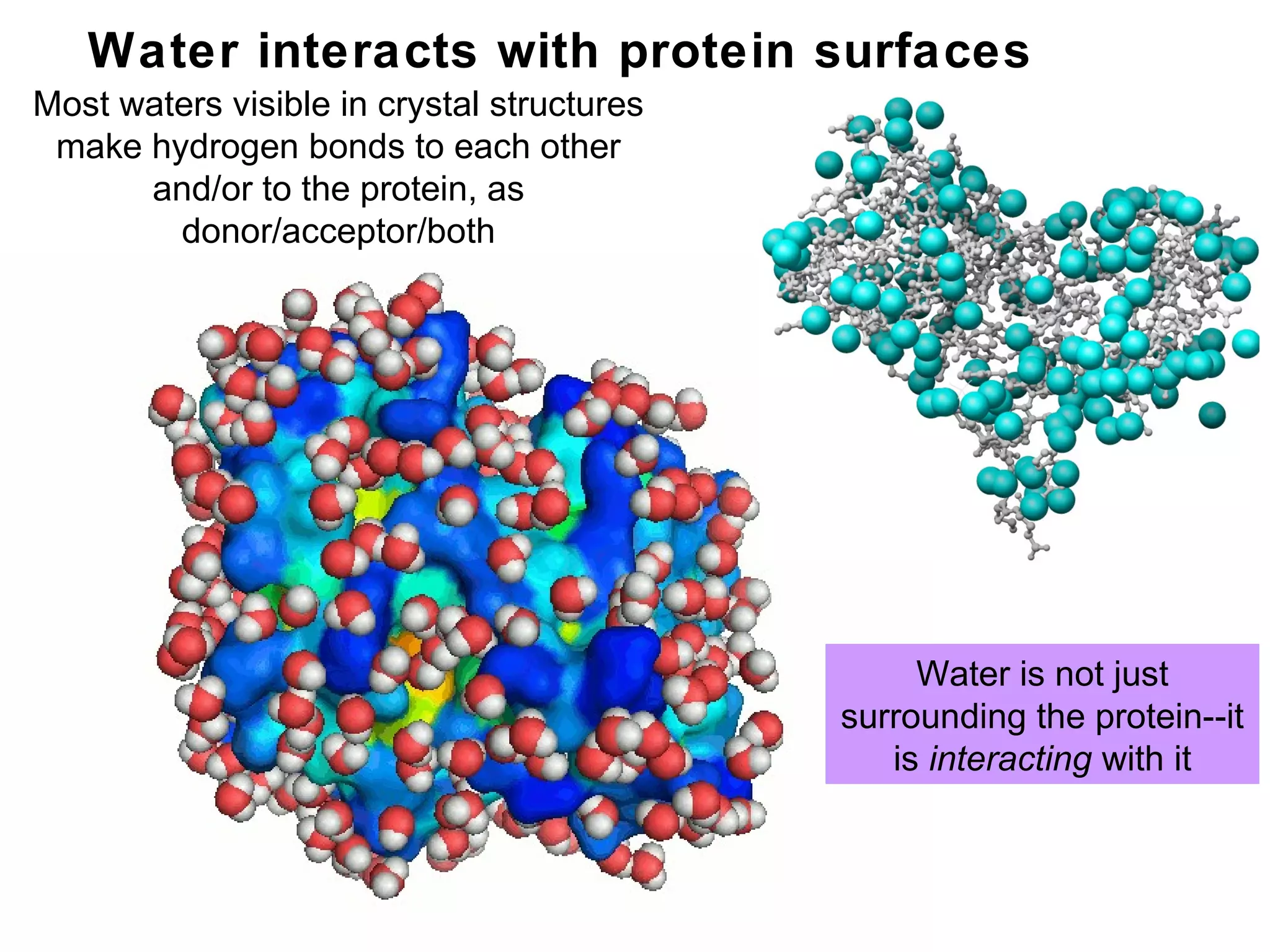 Water interacts with protein surfaces
Most waters visible in crystal structures
make hydrogen bonds to each other
and/or to the protein, as
donor/acceptor/both
Water is not just
surrounding the protein--it
is interacting with it
The outer
surface
 