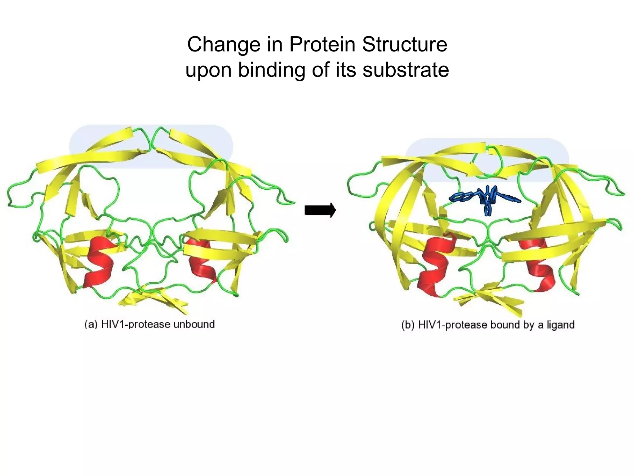 Change in Protein Structure
upon binding of its substrate
 