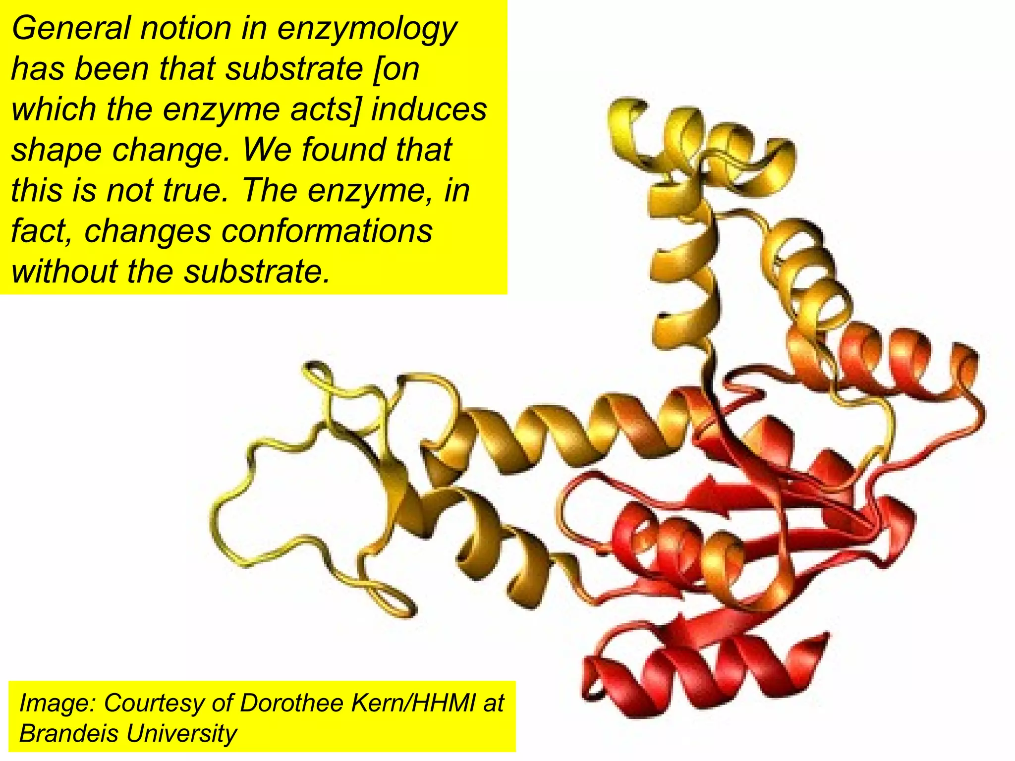 General notion in enzymology
has been that substrate [on
which the enzyme acts] induces
shape change. We found that
this is not true. The enzyme, in
fact, changes conformations
without the substrate.
Image: Courtesy of Dorothee Kern/HHMI at
Brandeis University
 