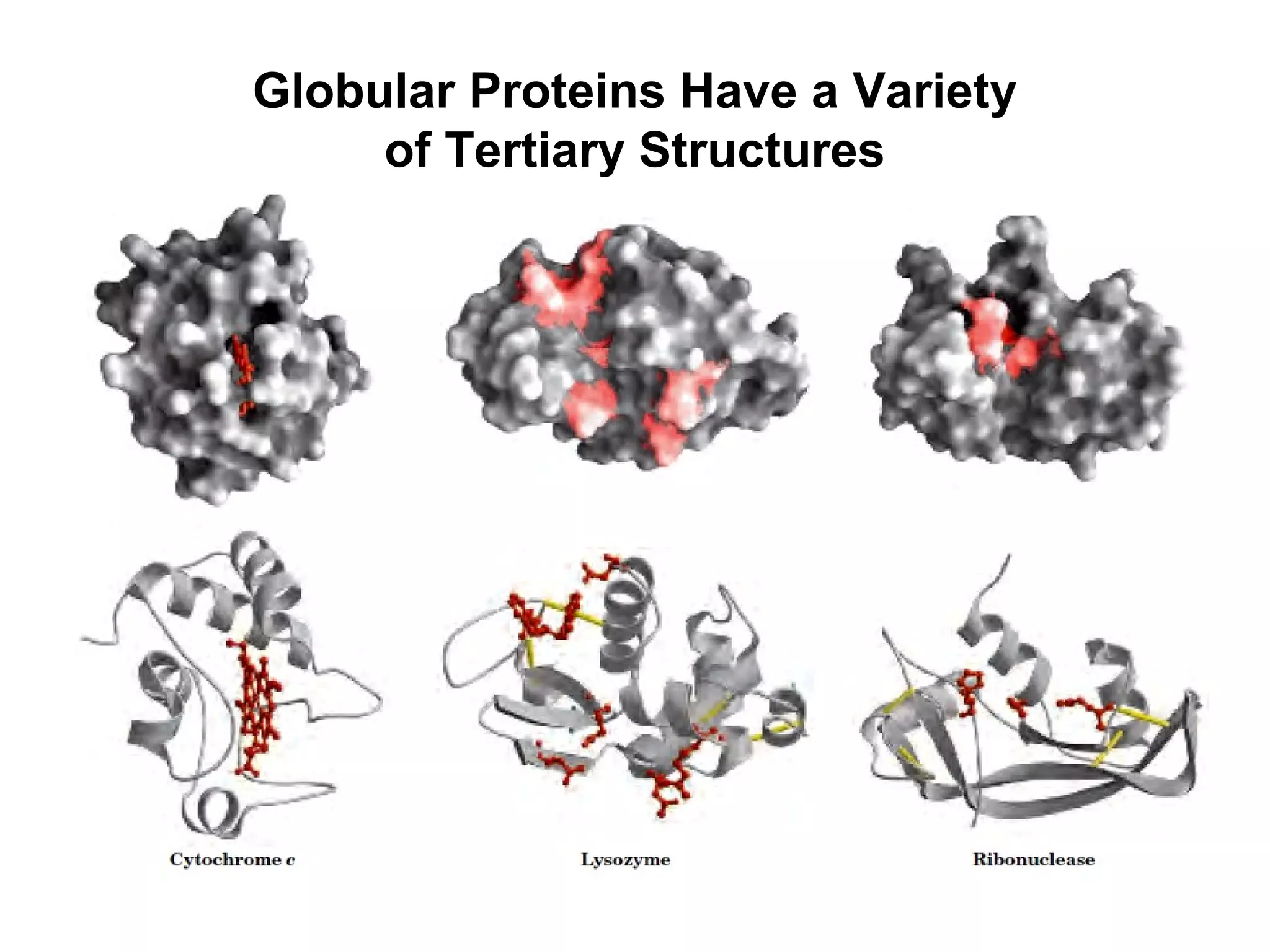 Globular Proteins Have a Variety
of Tertiary Structures
 