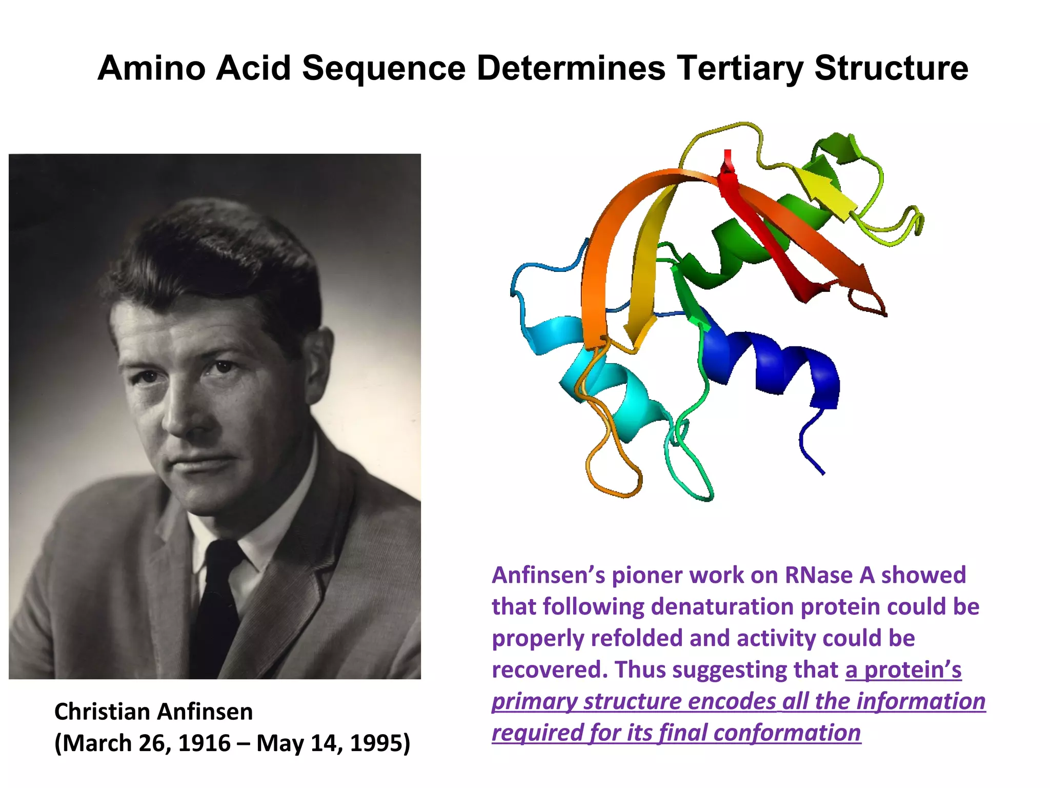 Amino Acid Sequence Determines Tertiary Structure
Christian Anfinsen
(March 26, 1916 – May 14, 1995)
Anfinsen’s pioner work on RNase A showed
that following denaturation protein could be
properly refolded and activity could be
recovered. Thus suggesting that a protein’s
primary structure encodes all the information
required for its final conformation
 